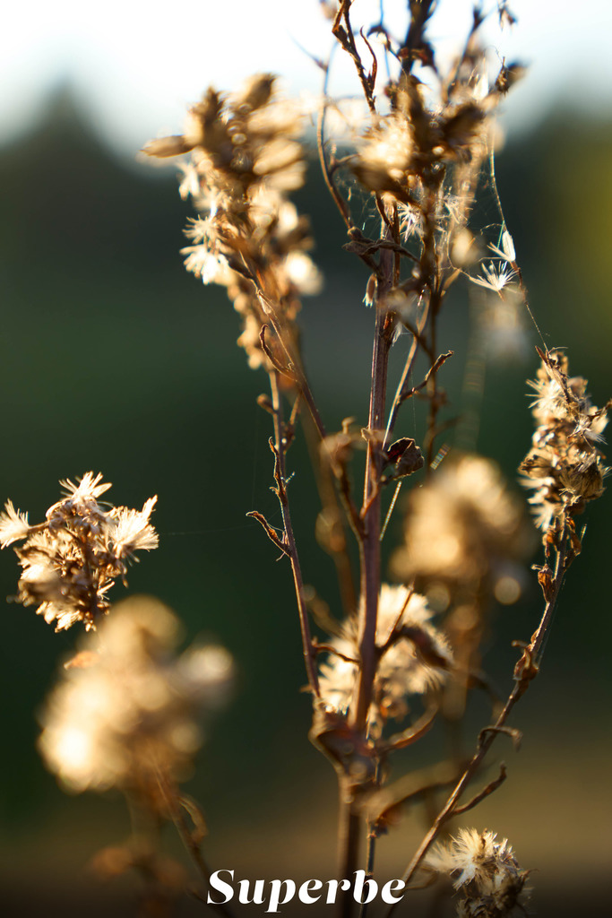 Sunkissed Nude Poses on a Blue Blanket in Dry Grass - photo 7